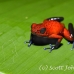 frog_dart_poison_tar_h_0707_cos1038.jpg